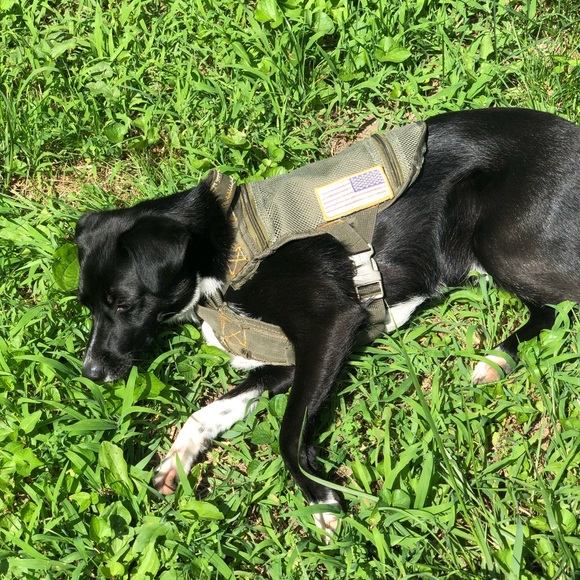Tactical service dog vest - Picture 3 of 7